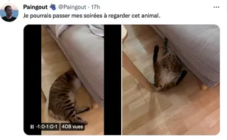 Image et vidéo (et GIF) peuvent se combiner dans un Tweet